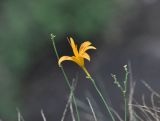 Hemerocallis fulva