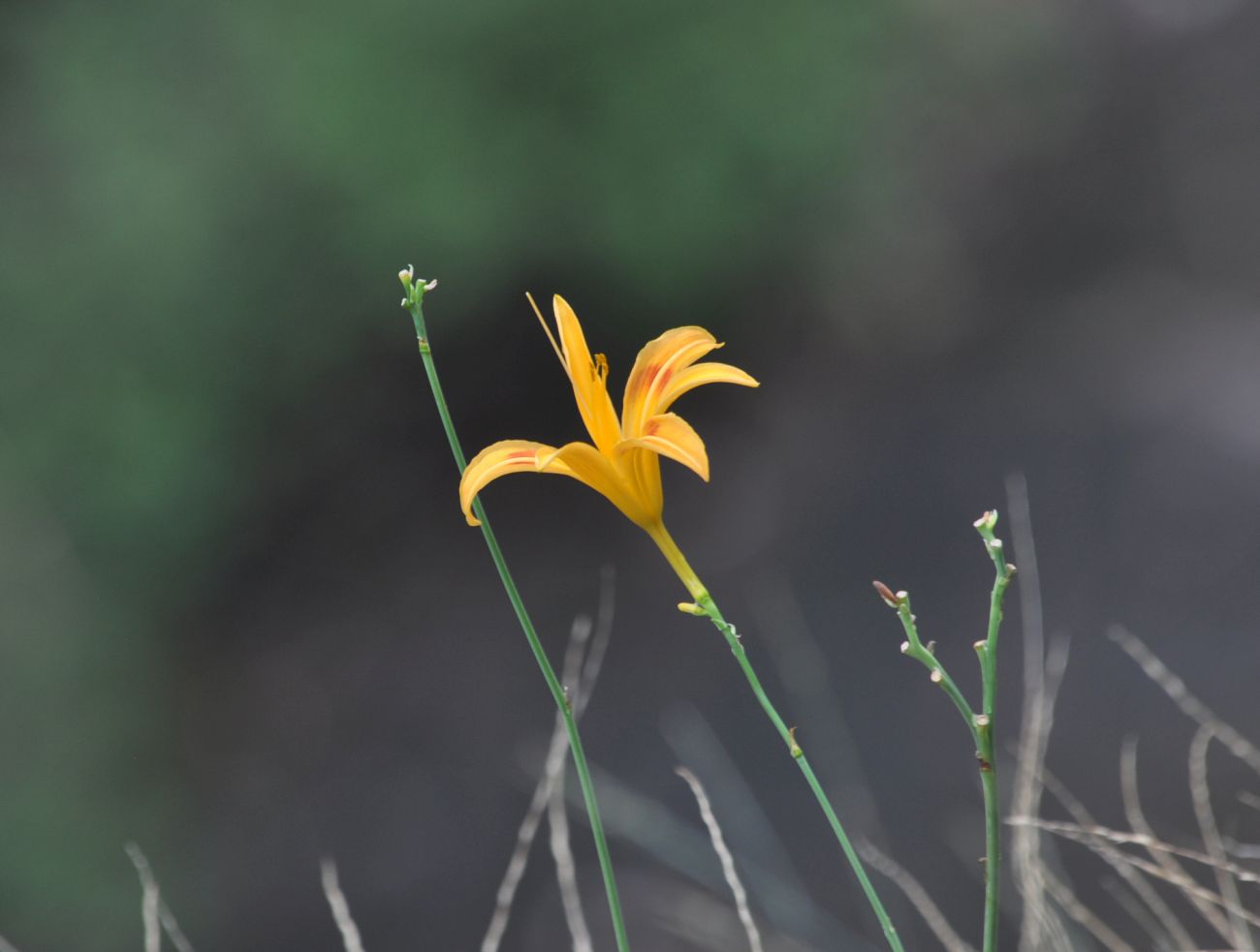 Image of Hemerocallis fulva specimen.