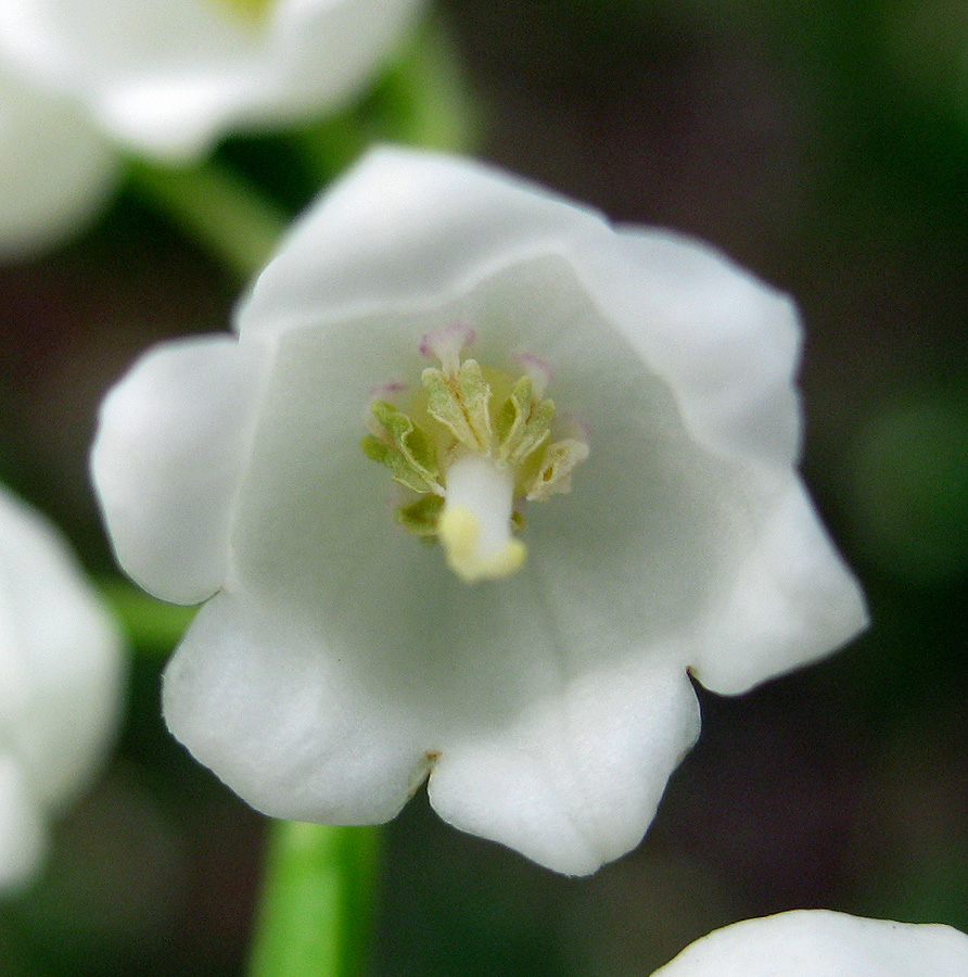 Изображение особи Convallaria majalis.