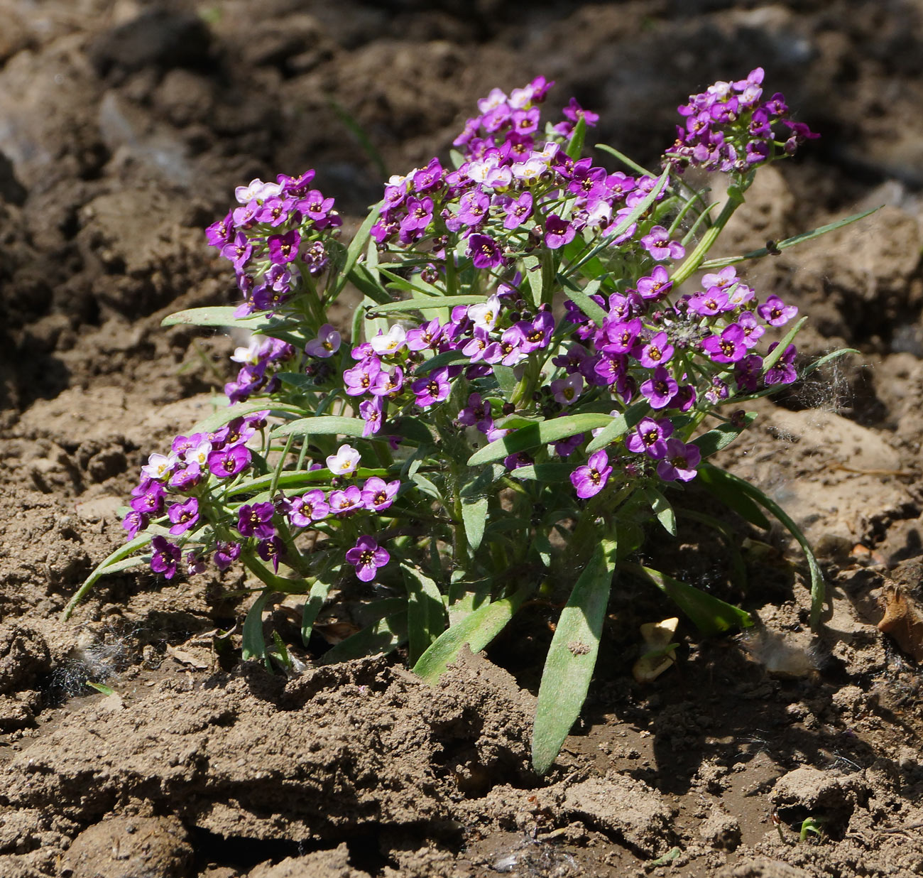 Image of Lobularia maritima specimen.