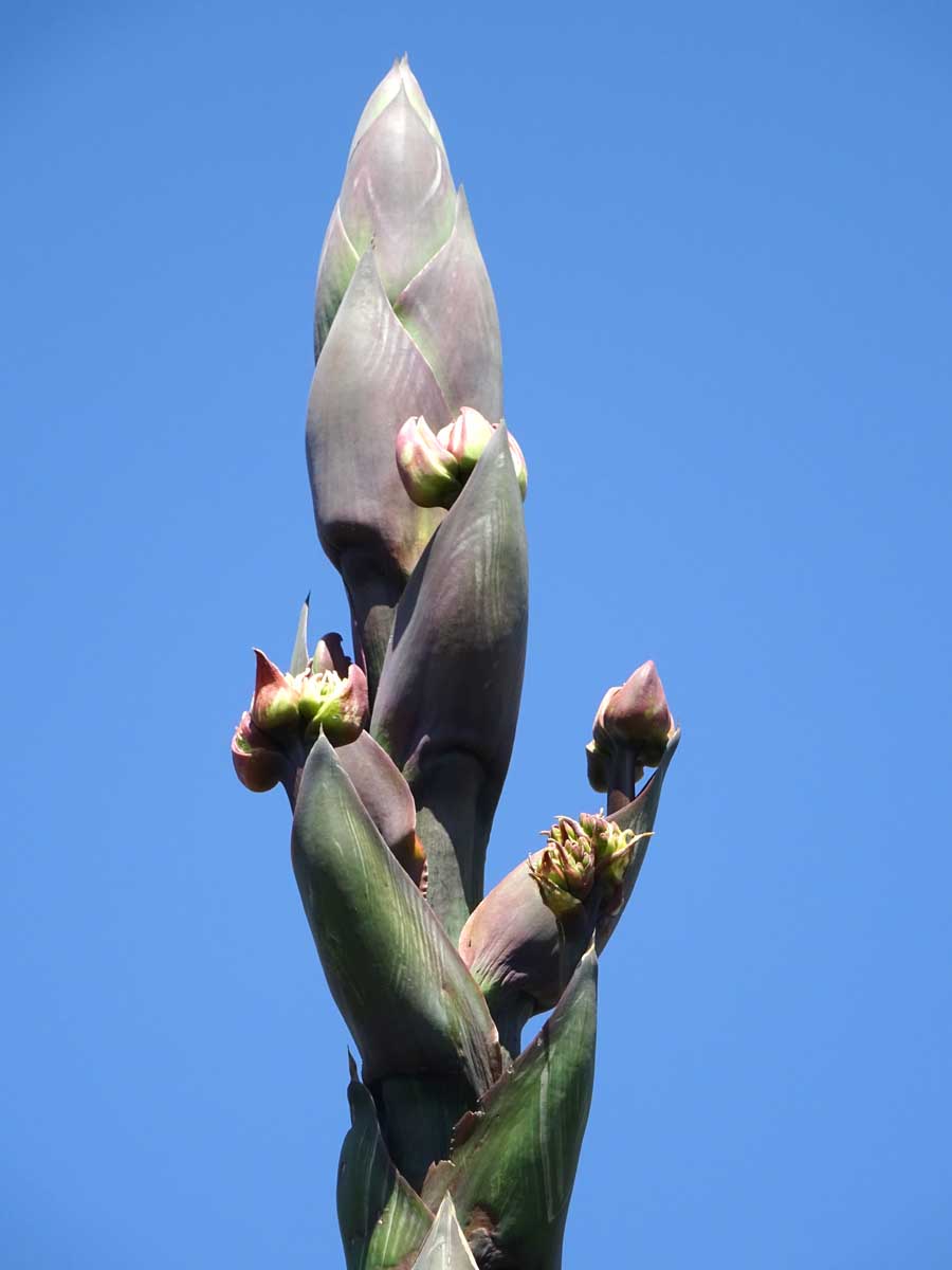 Изображение особи Agave salmiana.