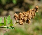 Spiraea × billardii. Верхушка побега с соплодием. Восточный Казахстан, г. Усть-Каменогорск, Архитектурно-ландшафтный музей-заповедник, в культуре. 11.07.2017.