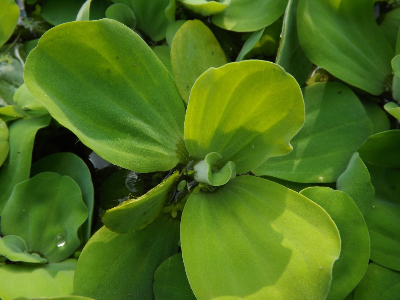 Изображение особи Pistia stratiotes.