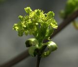 Acer platanoides. Соцветие. Москва. 28.04.2018.