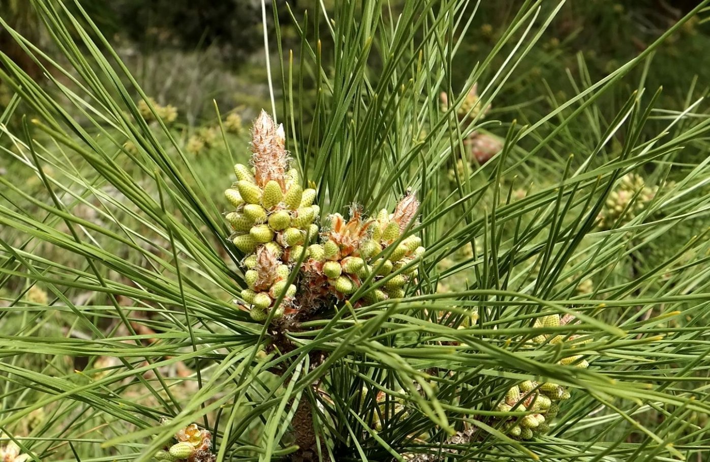 Изображение особи Pinus pityusa.