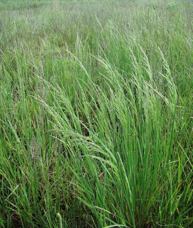 Изображение особи Puccinellia gigantea.