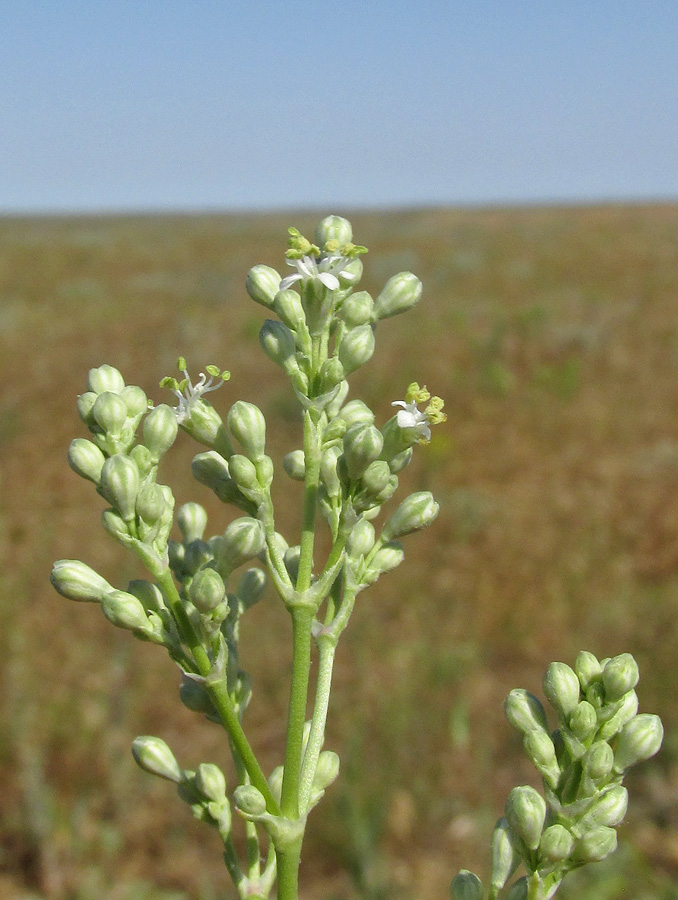 Image of Silene wolgensis specimen.