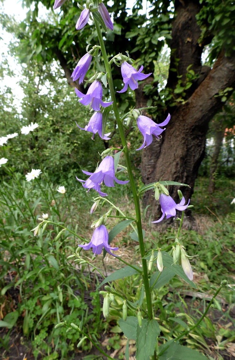 Image of Campanula rapunculoides specimen.