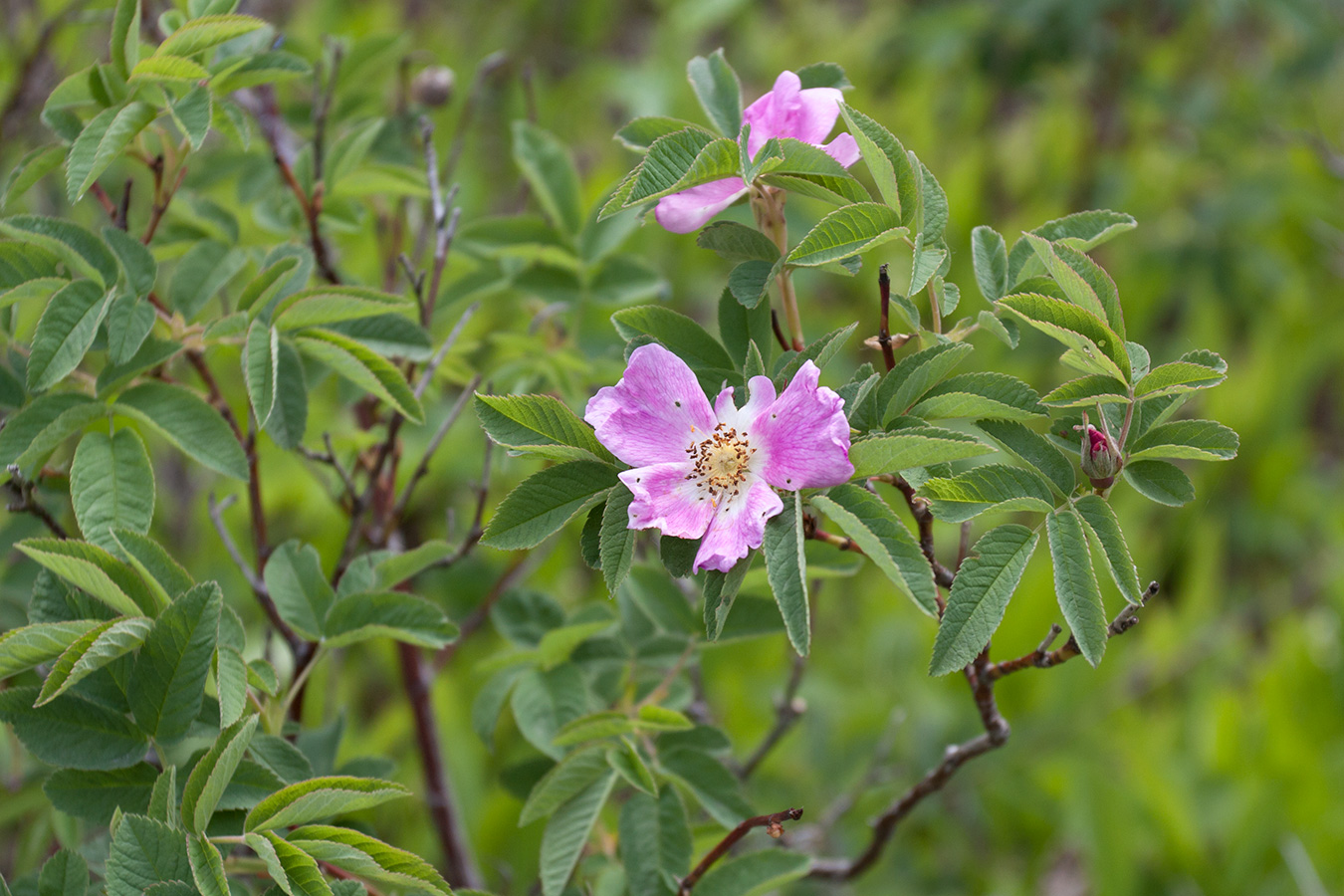 Image of Rosa cinnamomea specimen.