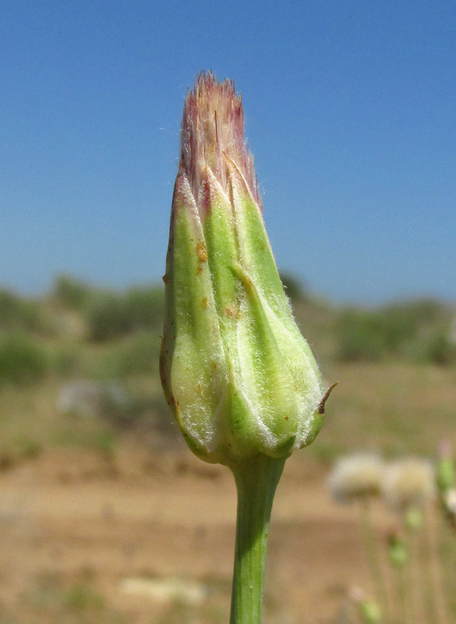 Image of Scorzonera biebersteinii specimen.