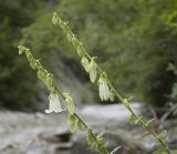 Campanula alliariifolia. Верхушки побегов с соцветиями с цветками и бутонами. Краснодарский край, Туапсинский р-н, окр. хут. Полковничий, щель Полковничья, скальное обнажение. 16.07.2018.