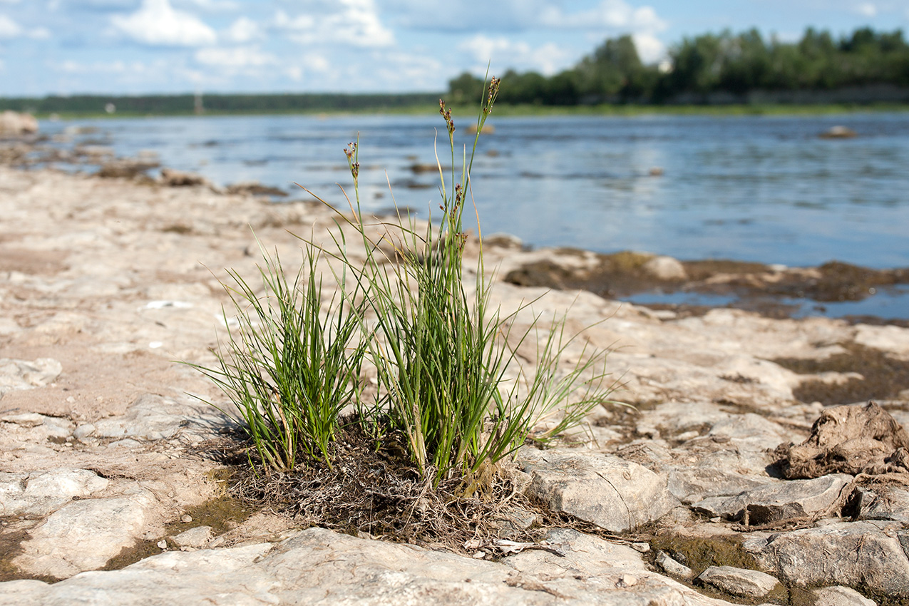 Изображение особи Juncus compressus.