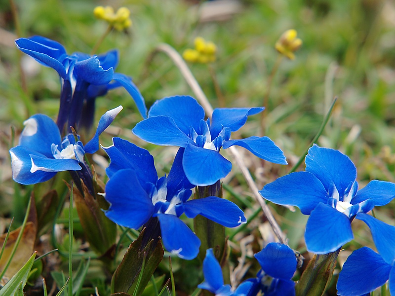 Image of Gentiana angulosa specimen.