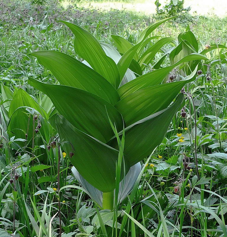 Изображение особи Veratrum lobelianum.