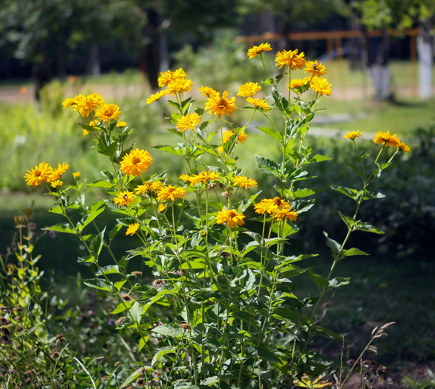 Изображение особи Heliopsis helianthoides.