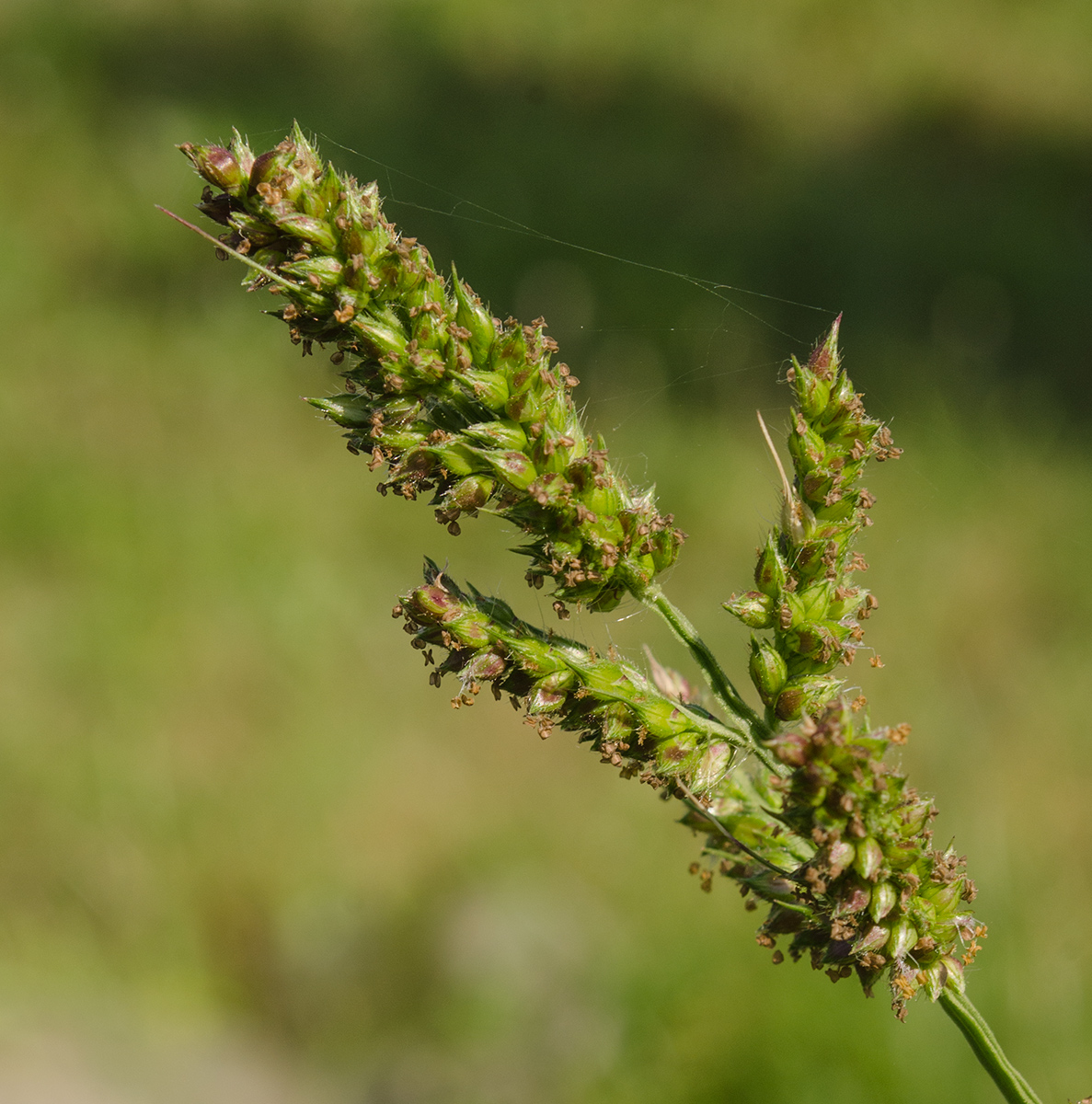 Изображение особи Echinochloa crus-galli.