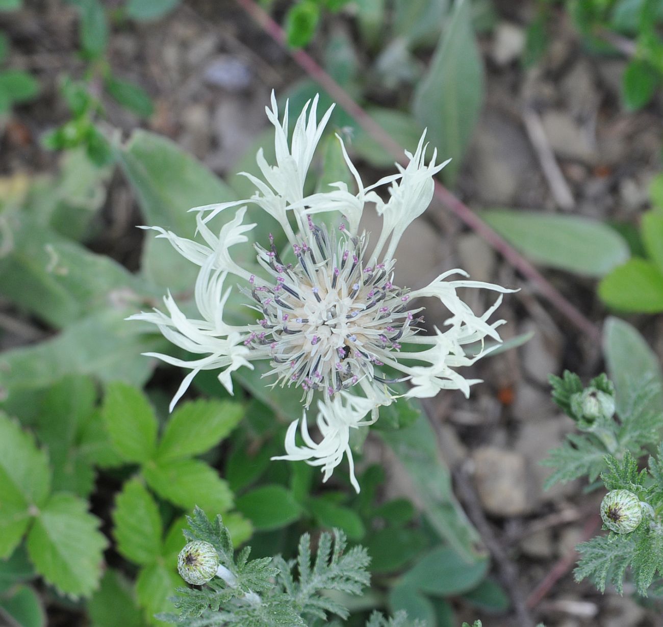 Изображение особи Centaurea cheiranthifolia.