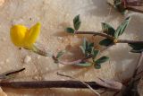 Lotus halophilus