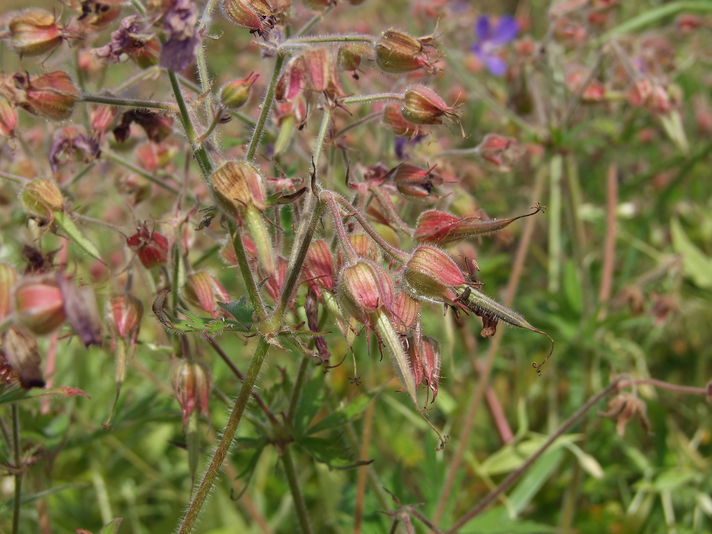 Изображение особи Geranium pratense.