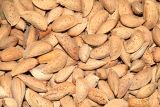 Amygdalus communis. Косточки плодов. Узбекистан, г. Андижан, частный двор, в культуре. 28.08.2018.