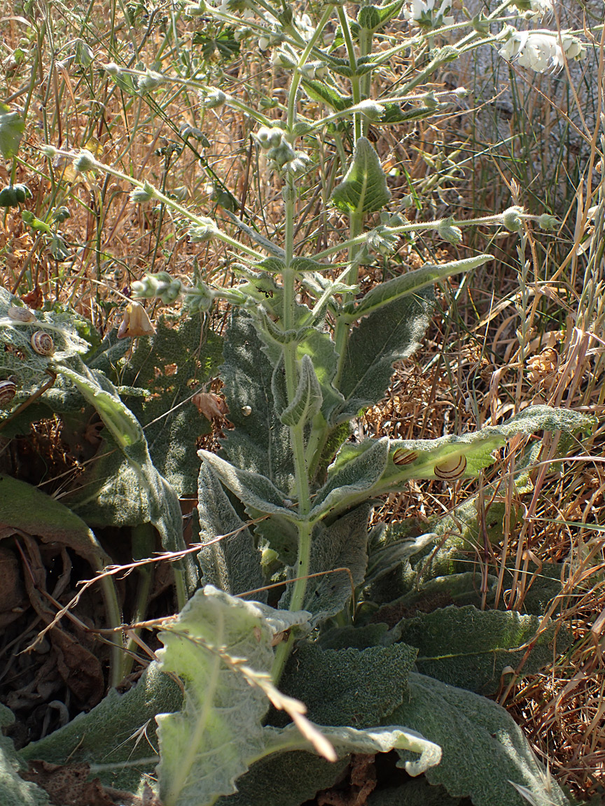 Image of Salvia argentea specimen.