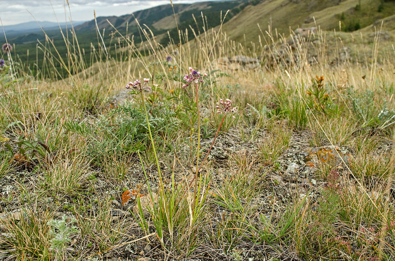 Изображение особи Allium rubens.