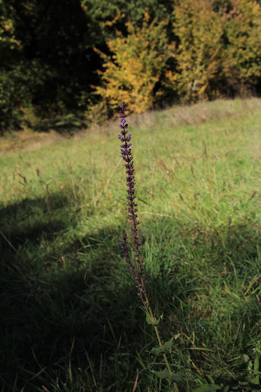 Изображение особи Salvia tesquicola.