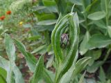 Centaurea montana