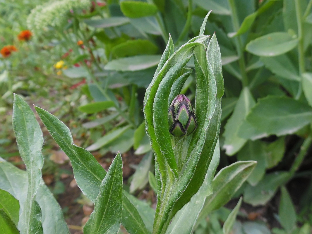 Image of Centaurea montana specimen.