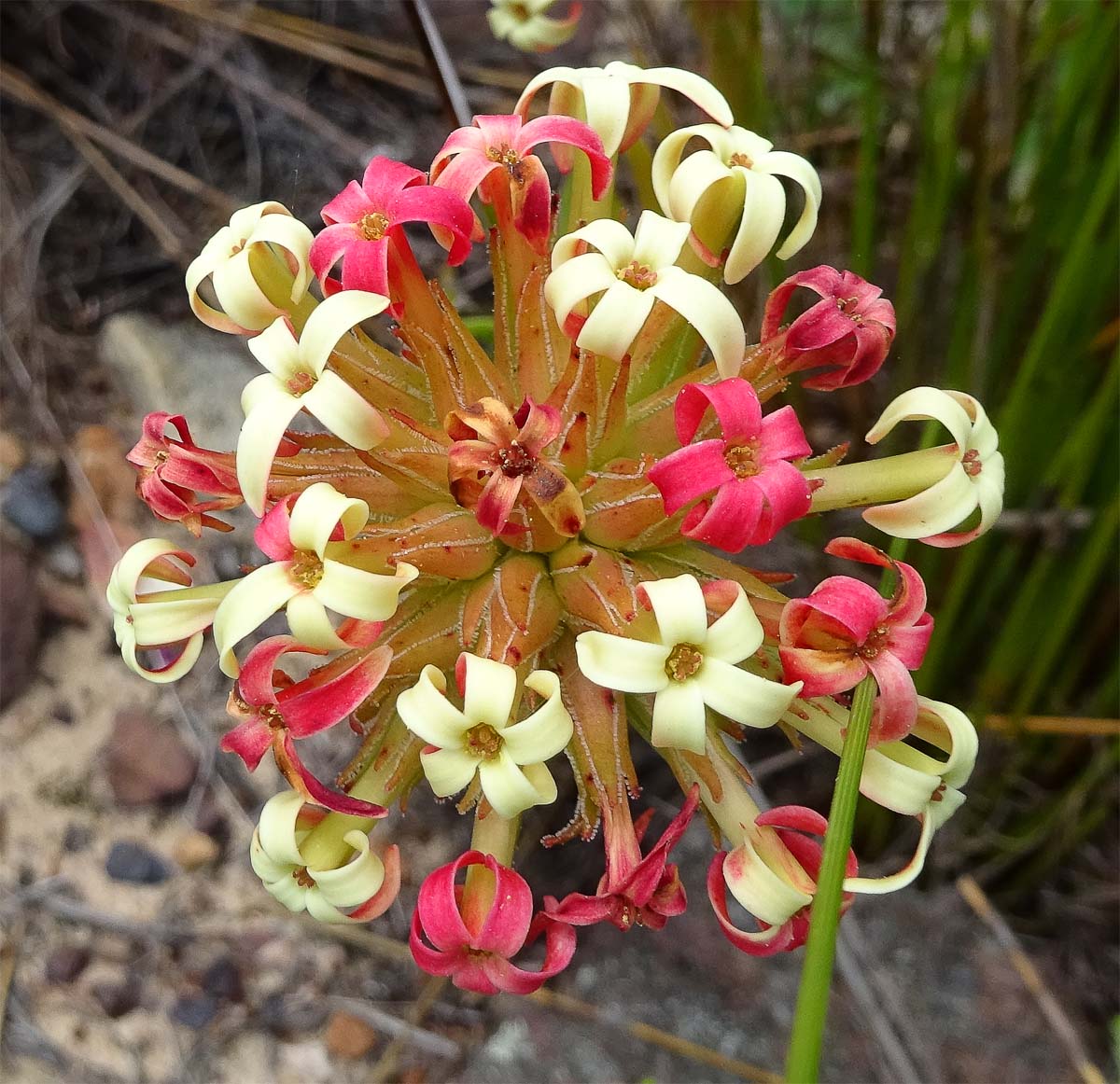 Изображение особи Crassula fascicularis.