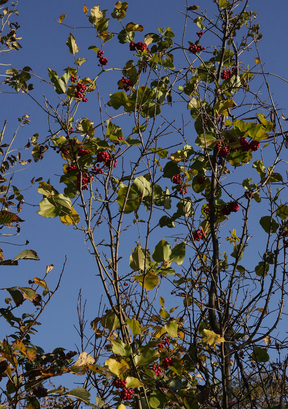 Image of Smilax excelsa specimen.