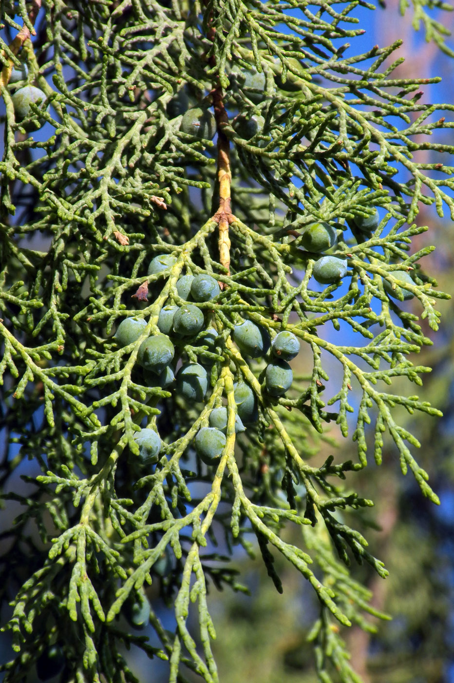 Изображение особи Juniperus semiglobosa.