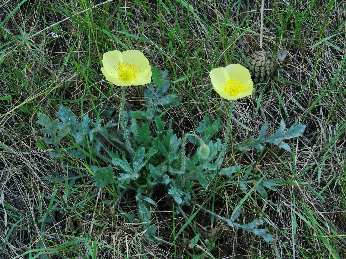 Image of Papaver nudicaule specimen.