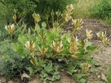 Astragalus megalomerus. Цветущее растение. Казахстан, хр. Сырдарьинский Каратау, пер. Куюк, каменистый склон. 26.04.2018.