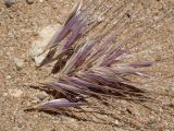 Hordeum leporinum