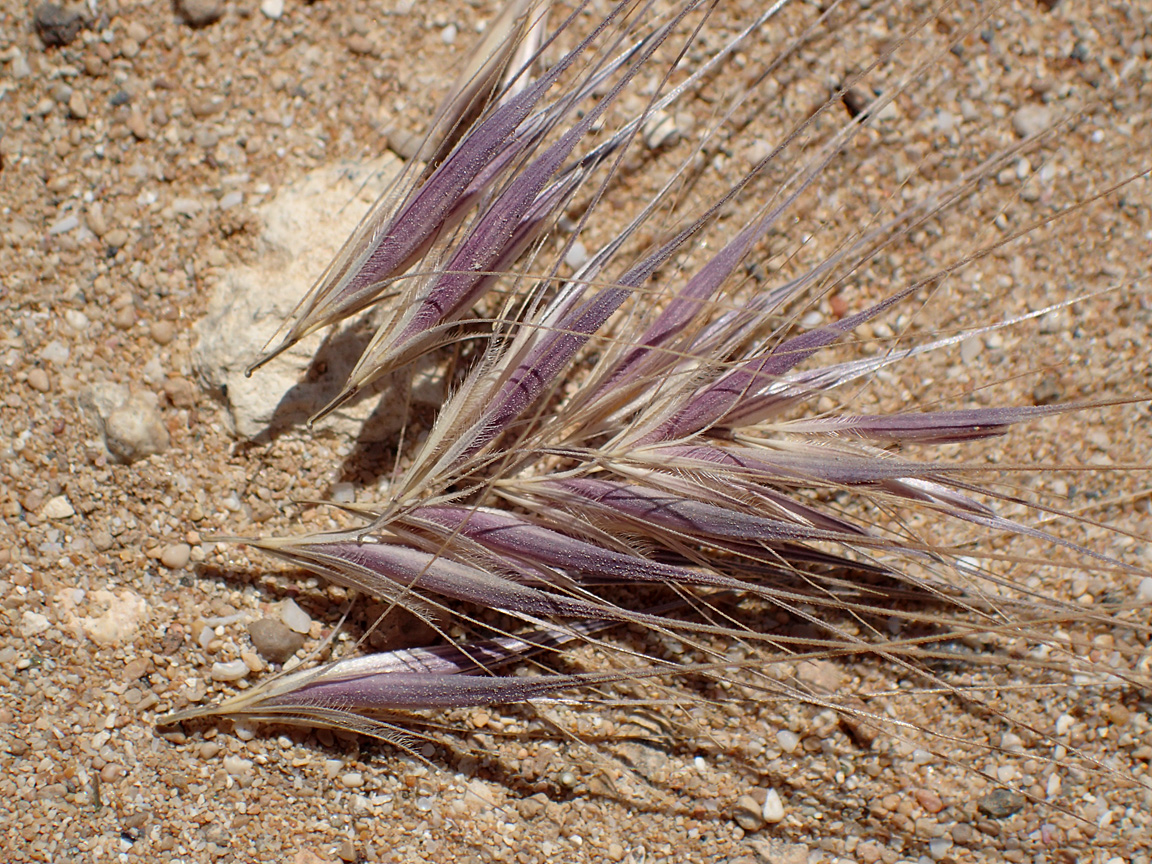 Изображение особи Hordeum leporinum.