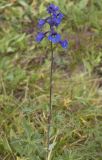 Delphinium mirabile. Верхняя часть цветущего растения. Республика Алтай, Кош-Агачский р-н, Северо-Чуйский хребет, долина р. Актру, нижняя часть поросшего лиственницей склона юго-восточной экспозиции. 14.08.2018.