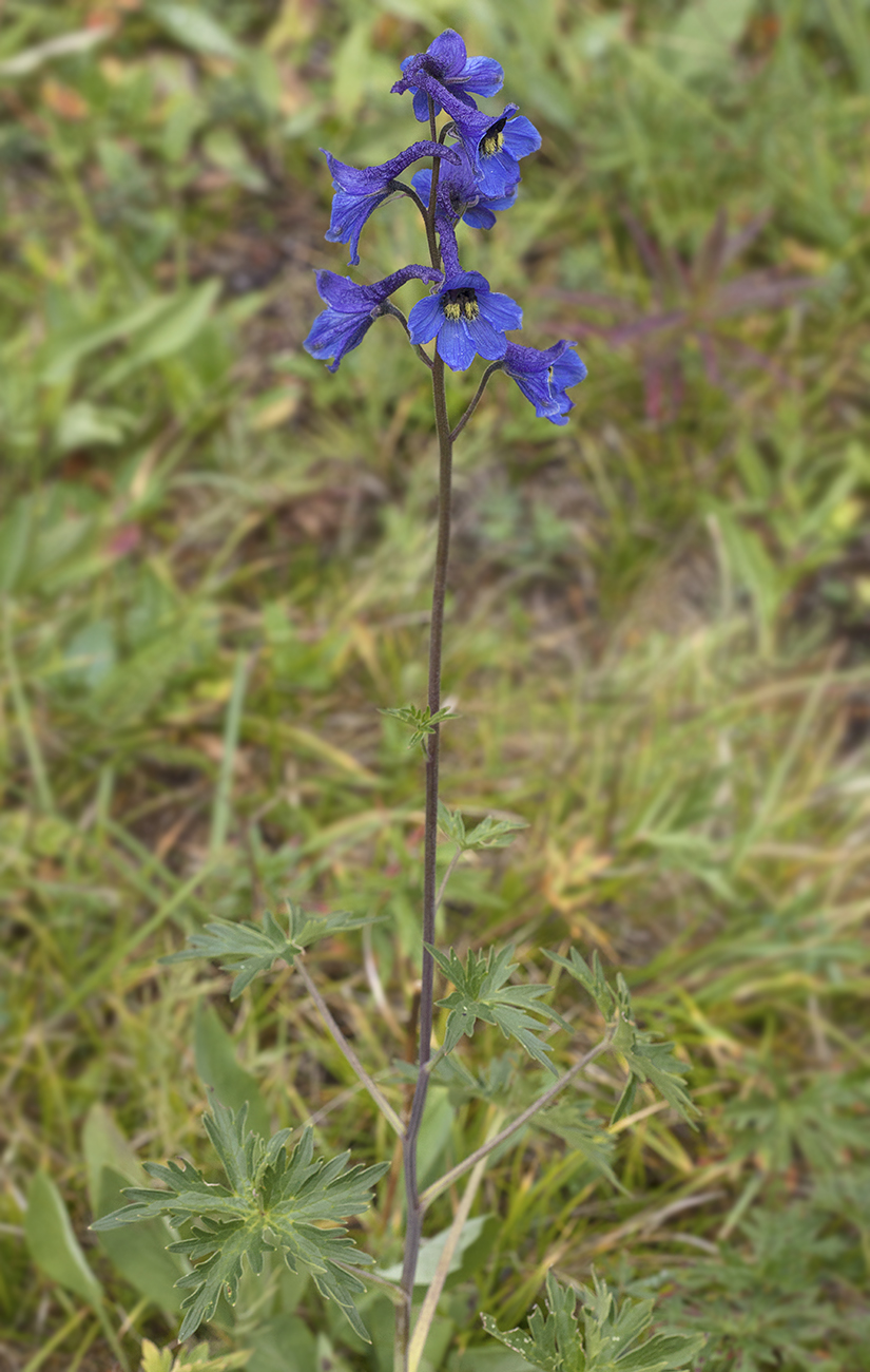 Изображение особи Delphinium mirabile.