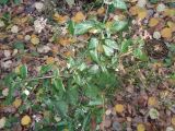 Solanum nigrum