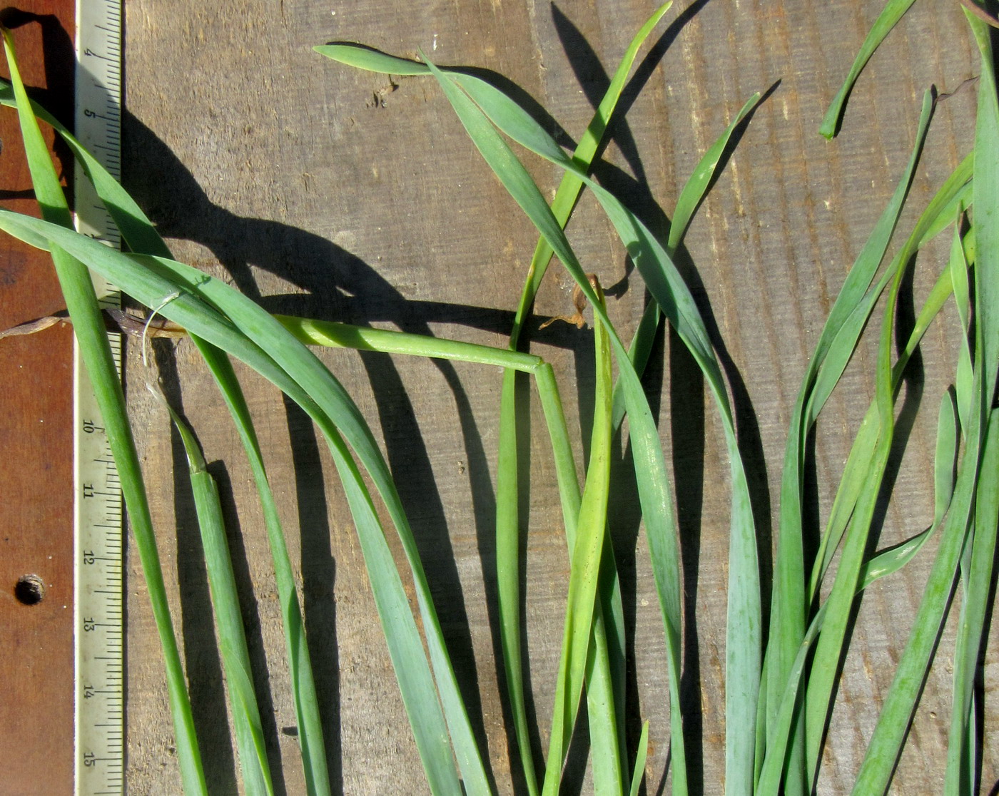 Image of Allium senescens ssp. glaucum specimen.