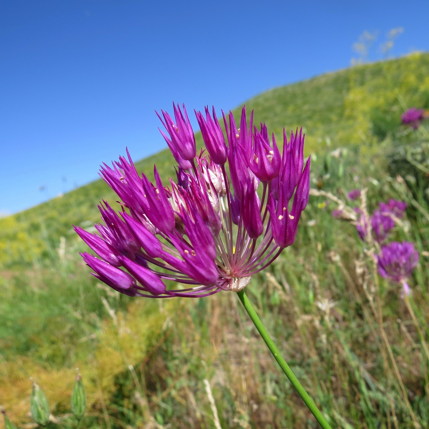Image of Allium barsczewskii specimen.