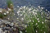 genus Eriophorum