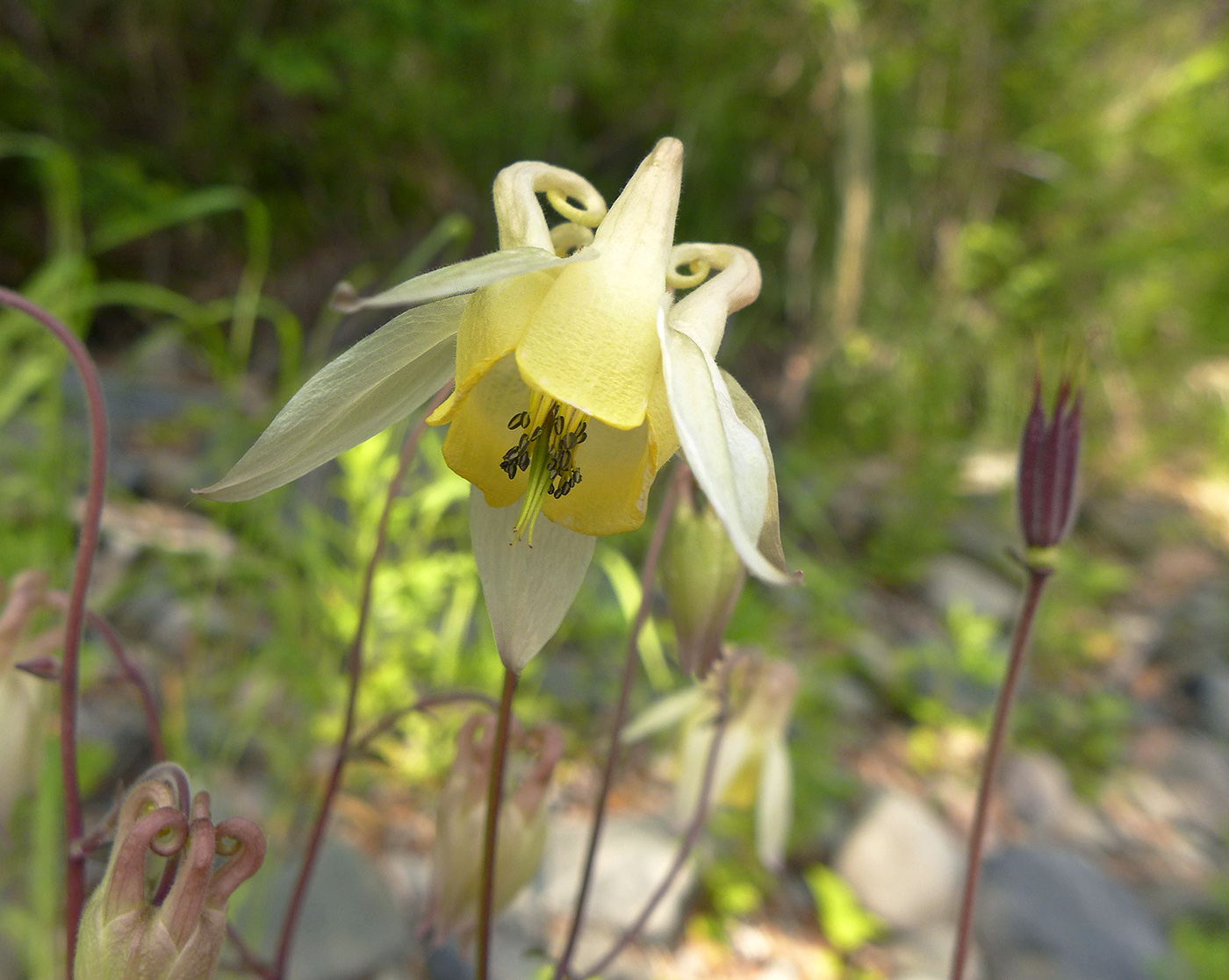 Изображение особи Aquilegia ganboldii.