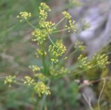 семейство Apiaceae. Часть соцветия. Грузия, Душетский муниципалитет, морена между озёрами Голубое Абуделаури и Абуделаури. 02.08.2018.