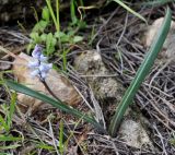 Hyacinthella millingenii