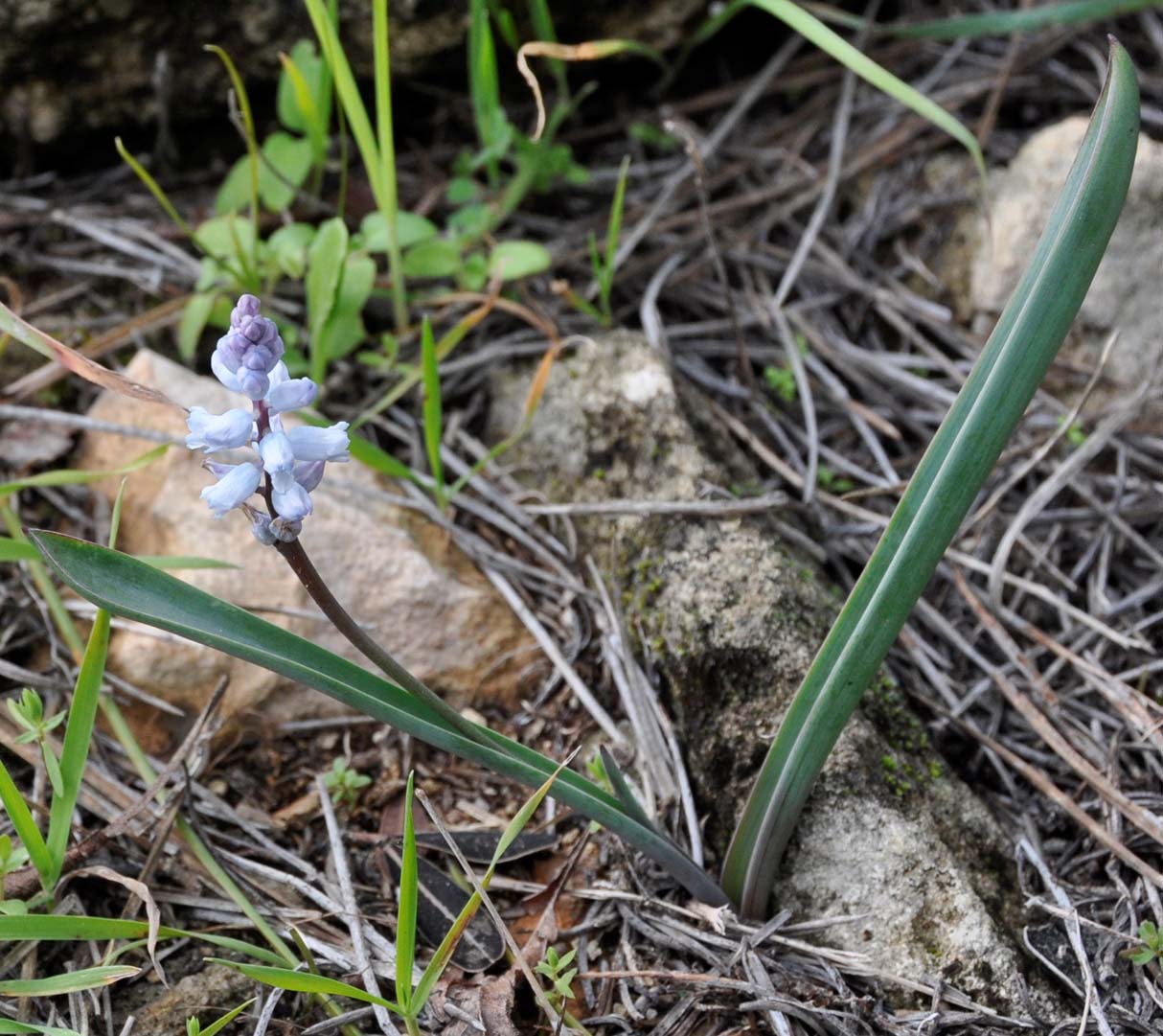 Image of Hyacinthella millingenii specimen.