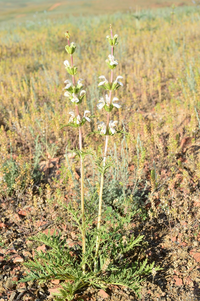 Image of Phlomoides septentrionalis specimen.