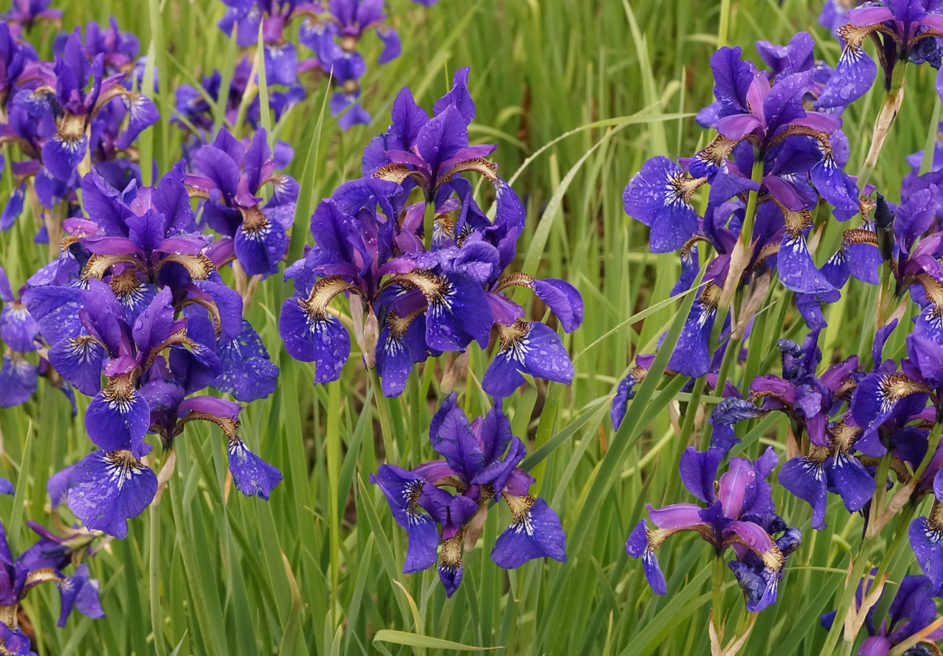 Изображение особи Iris sanguinea.