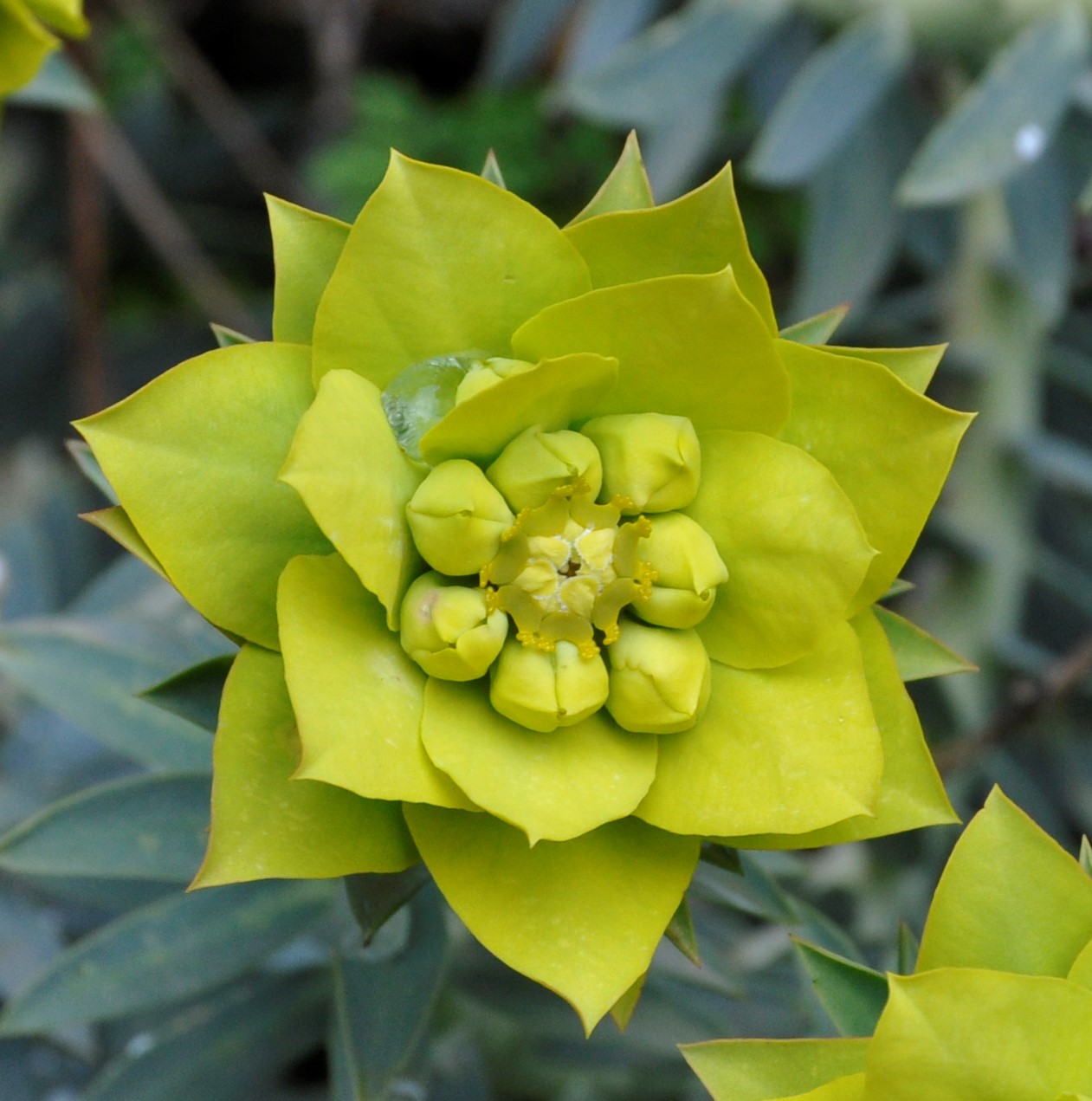 Image of Euphorbia veneris specimen.