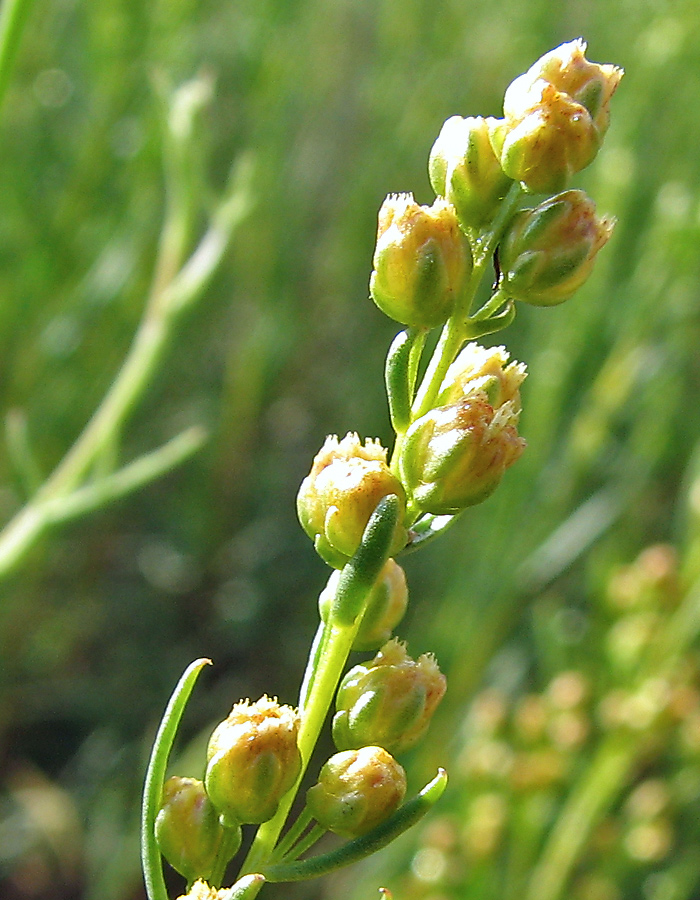 Image of Artemisia salsoloides specimen.